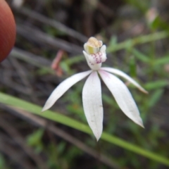 Caladenia moschata (Musky Caps) at Canberra Central, ACT - 13 Nov 2016 by MichaelMulvaney