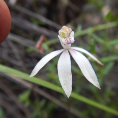 Caladenia moschata (Musky Caps) at Canberra Central, ACT - 13 Nov 2016 by MichaelMulvaney