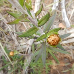 Coronidium oxylepis subsp. lanatum at Canberra Central, ACT - 13 Nov 2016