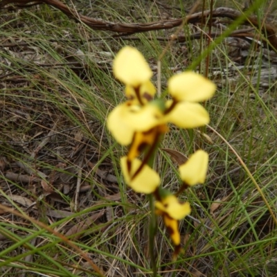 Diuris sulphurea (Tiger Orchid) at Point 5058 - 13 Nov 2016 by MichaelMulvaney