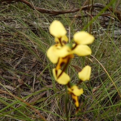 Diuris sulphurea (Tiger Orchid) at Canberra Central, ACT - 13 Nov 2016 by MichaelMulvaney