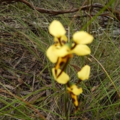 Diuris sulphurea (Tiger orchid) at Point 5058 - 13 Nov 2016 by MichaelMulvaney