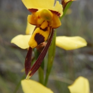 Diuris sulphurea at Point 5058 - 13 Nov 2016