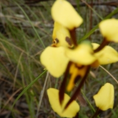 Diuris sulphurea at Point 5058 - 13 Nov 2016