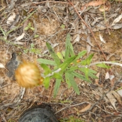 Coronidium oxylepis subsp. lanatum (Woolly Pointed Everlasting) at Point 5058 - 13 Nov 2016 by MichaelMulvaney