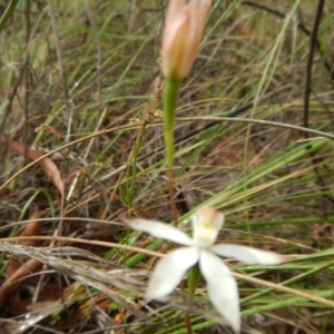 Caladenia moschata at Point 5058 - 13 Nov 2016