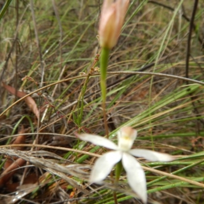 Caladenia moschata (Musky Caps) at Canberra Central, ACT - 13 Nov 2016 by MichaelMulvaney