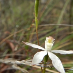 Caladenia moschata at Point 5058 - 13 Nov 2016