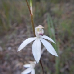 Caladenia moschata (Musky Caps) at Canberra Central, ACT - 13 Nov 2016 by MichaelMulvaney