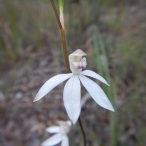 Caladenia moschata at Undefined Area - suppressed