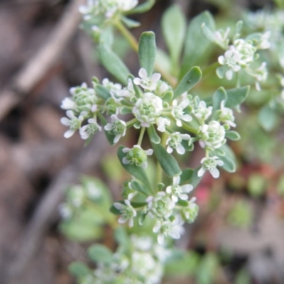 Poranthera microphylla (Small Poranthera) at Black Mountain - 7 Nov 2016 by Ryl