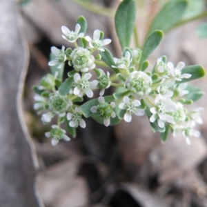 Poranthera microphylla at Undefined Area - 8 Nov 2016 12:00 AM