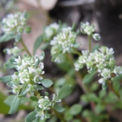 Poranthera microphylla at Undefined Area - 8 Nov 2016 12:00 AM