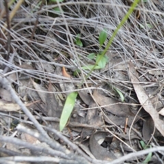 Glossodia major at Point 5816 - suppressed