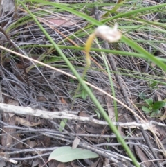 Glossodia major at Undefined Area - suppressed