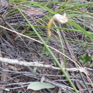 Glossodia major at Point 5816 - suppressed