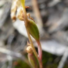 Caladenia sp. (A Caladenia) at Point 5816 - 8 Nov 2016 by Ryl