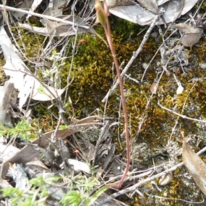 Caladenia sp. at Point 5816 - 8 Nov 2016