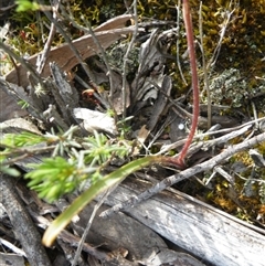 Caladenia sp. at Point 5816 - 8 Nov 2016