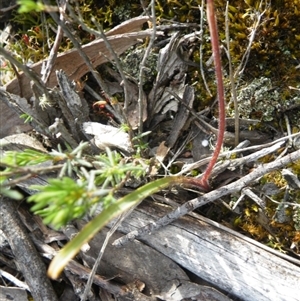 Caladenia sp. at Point 5816 - 8 Nov 2016