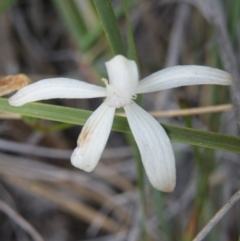 Caladenia ustulata (Brown Caps) at Black Mountain - 7 Nov 2016 by Ryl