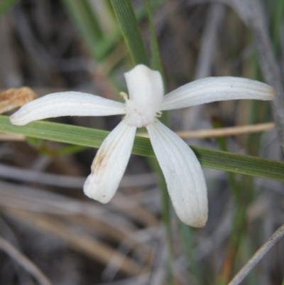 Caladenia ustulata (Brown Caps) at Acton, ACT - 7 Nov 2016 by Ryl