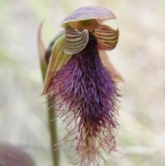 Calochilus platychilus (Purple Beard Orchid) at Point 5816 - 8 Nov 2016 by Ryl