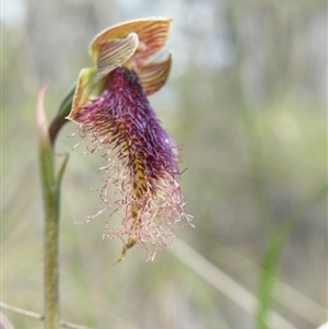 Calochilus platychilus at Point 5816 - suppressed