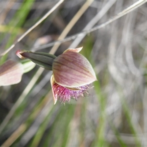 Calochilus platychilus at Point 5816 - suppressed