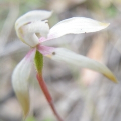 Caladenia moschata (Musky Caps) at Point 5816 - 8 Nov 2016 by Ryl