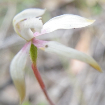 Caladenia moschata (Musky Caps) at Point 5816 - 8 Nov 2016 by Ryl