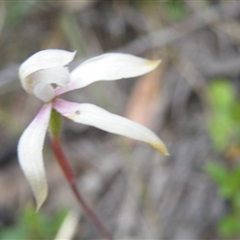 Caladenia moschata at Undefined Area - suppressed