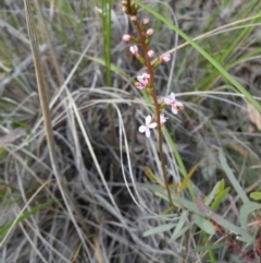 Stylidium graminifolium (grass triggerplant) at Acton, ACT - 8 Nov 2016 by Ryl