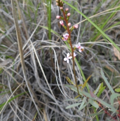 Stylidium graminifolium (grass triggerplant) at Acton, ACT - 8 Nov 2016 by Ryl