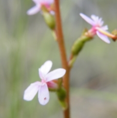 Stylidium graminifolium at Acton, ACT - 8 Nov 2016