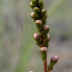 Stylidium graminifolium at Acton, ACT - 8 Nov 2016