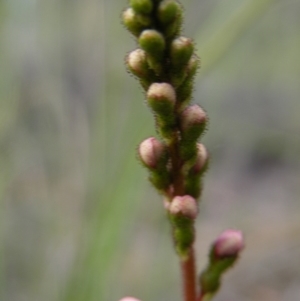 Stylidium graminifolium at Acton, ACT - 8 Nov 2016 12:00 AM