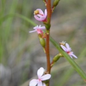 Stylidium graminifolium at Acton, ACT - 8 Nov 2016 12:00 AM