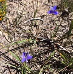 Dianella revoluta var. revoluta (Black-Anther Flax Lily) at Bruce, ACT - 4 Nov 2016 by kotch