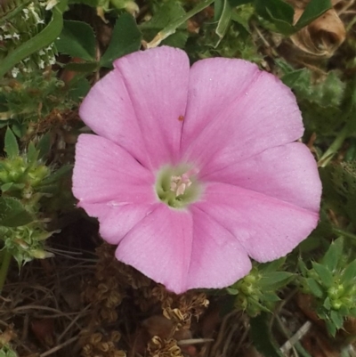 Convolvulus angustissimus subsp. angustissimus (Australian Bindweed) at Griffith, ACT - 8 Nov 2016 by Speedsta