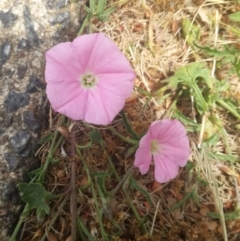 Convolvulus angustissimus subsp. angustissimus at Griffith, ACT - 8 Nov 2016