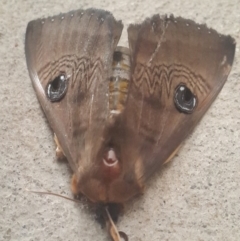 Dasypodia selenophora (Southern old lady moth) at QPRC LGA - 10 Nov 2016 by Speedsta