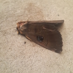 Dasypodia selenophora at Queanbeyan West, NSW - 10 Nov 2016