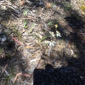 Caladenia cucullata at Point 80 - 4 Nov 2016