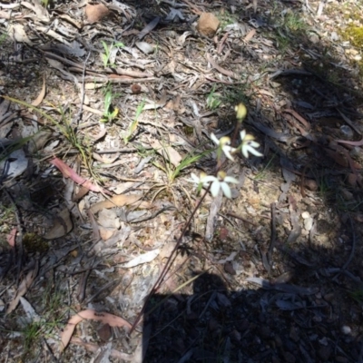 Caladenia cucullata (Lemon Caps) at Black Mountain - 4 Nov 2016 by kotch