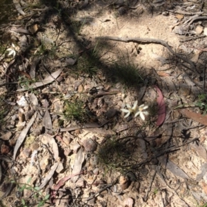 Caladenia cucullata at Point 80 - 4 Nov 2016