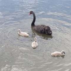 Cygnus atratus (Black Swan) at Lake Burley Griffin Central/East - 13 Nov 2016 by Speedsta