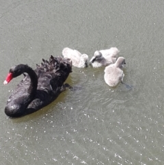 Cygnus atratus at Kingston, ACT - 13 Nov 2016