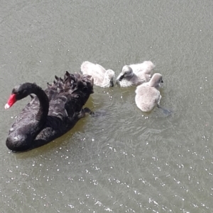 Cygnus atratus at Kingston, ACT - 13 Nov 2016