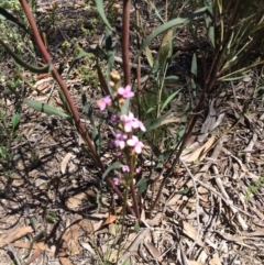 Stylidium graminifolium (Grass Triggerplant) at Black Mountain - 4 Nov 2016 by kotch